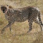 Cheetah