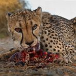 Cheetah Dinner