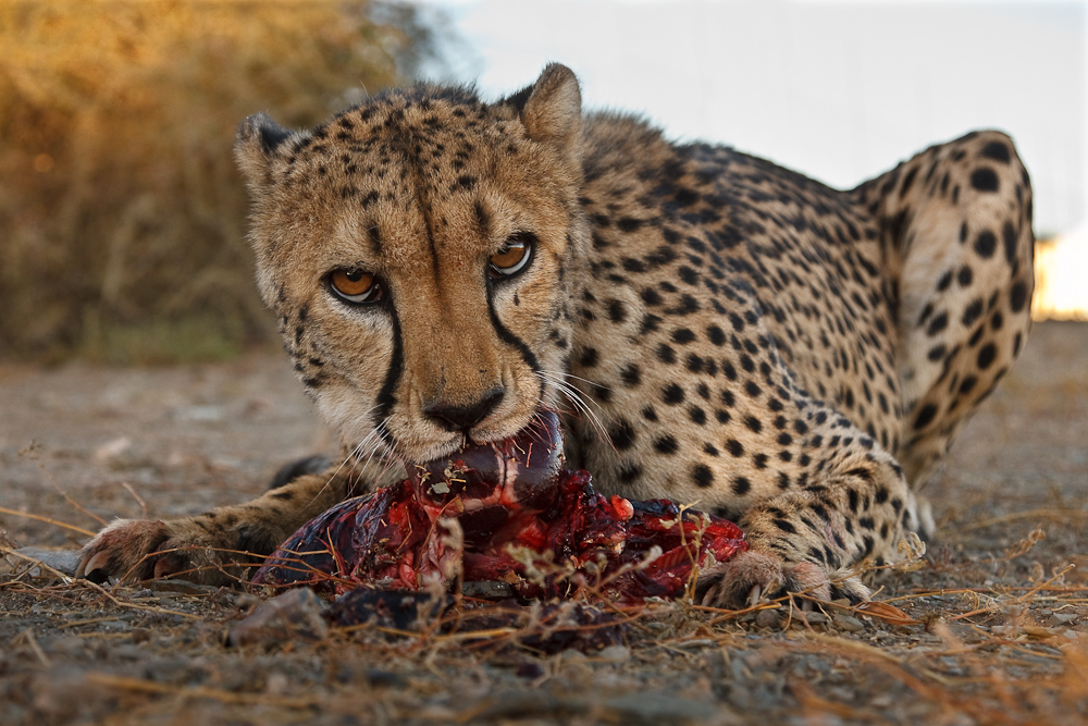 Cheetah Dinner