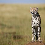 Cheetah