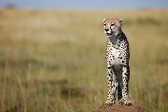 Cheetah