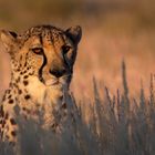 Cheetah