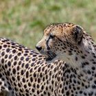 Cheetah