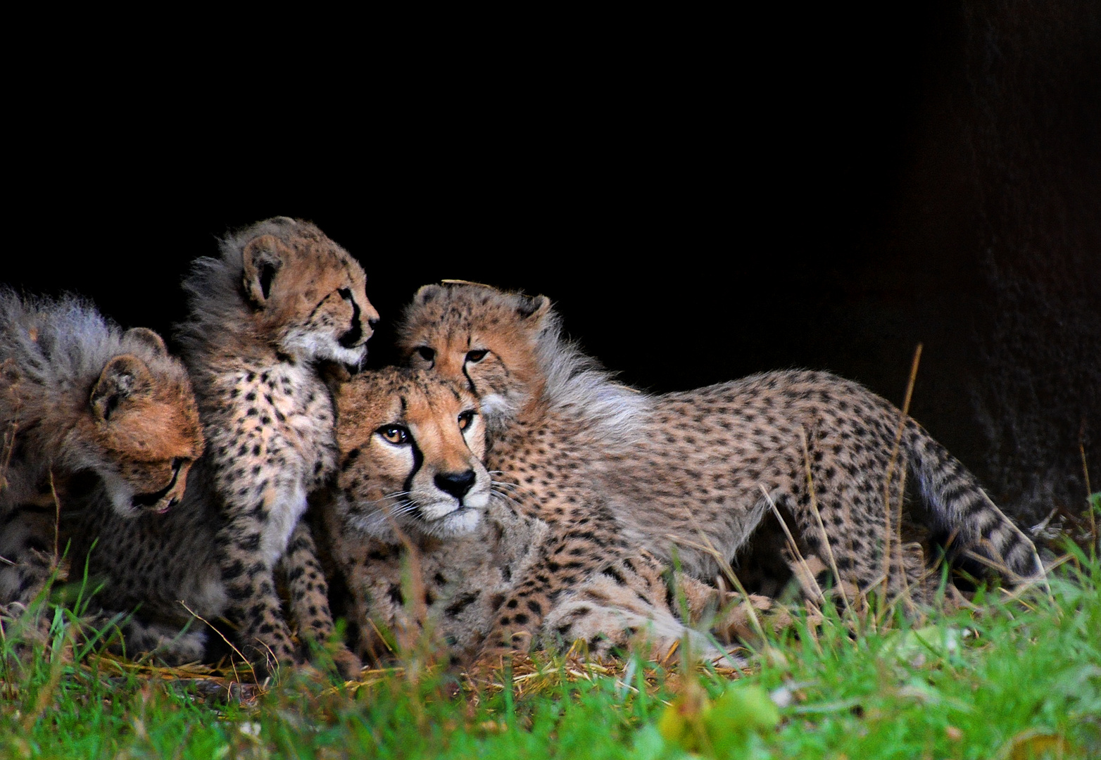 Cheetah Familie
