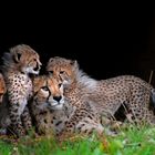 Cheetah Familie