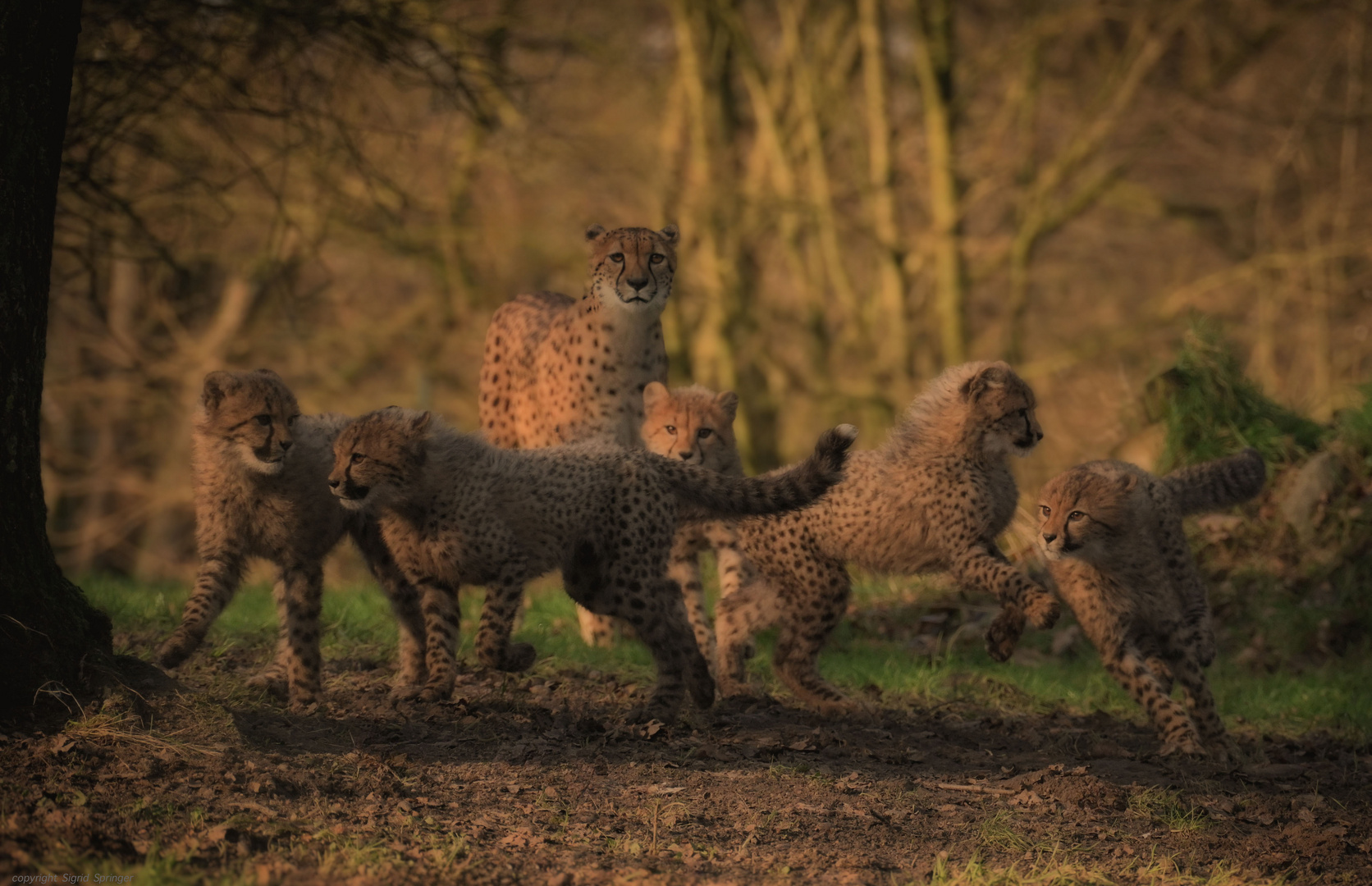  Cheetah family 