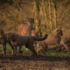  Cheetah family 