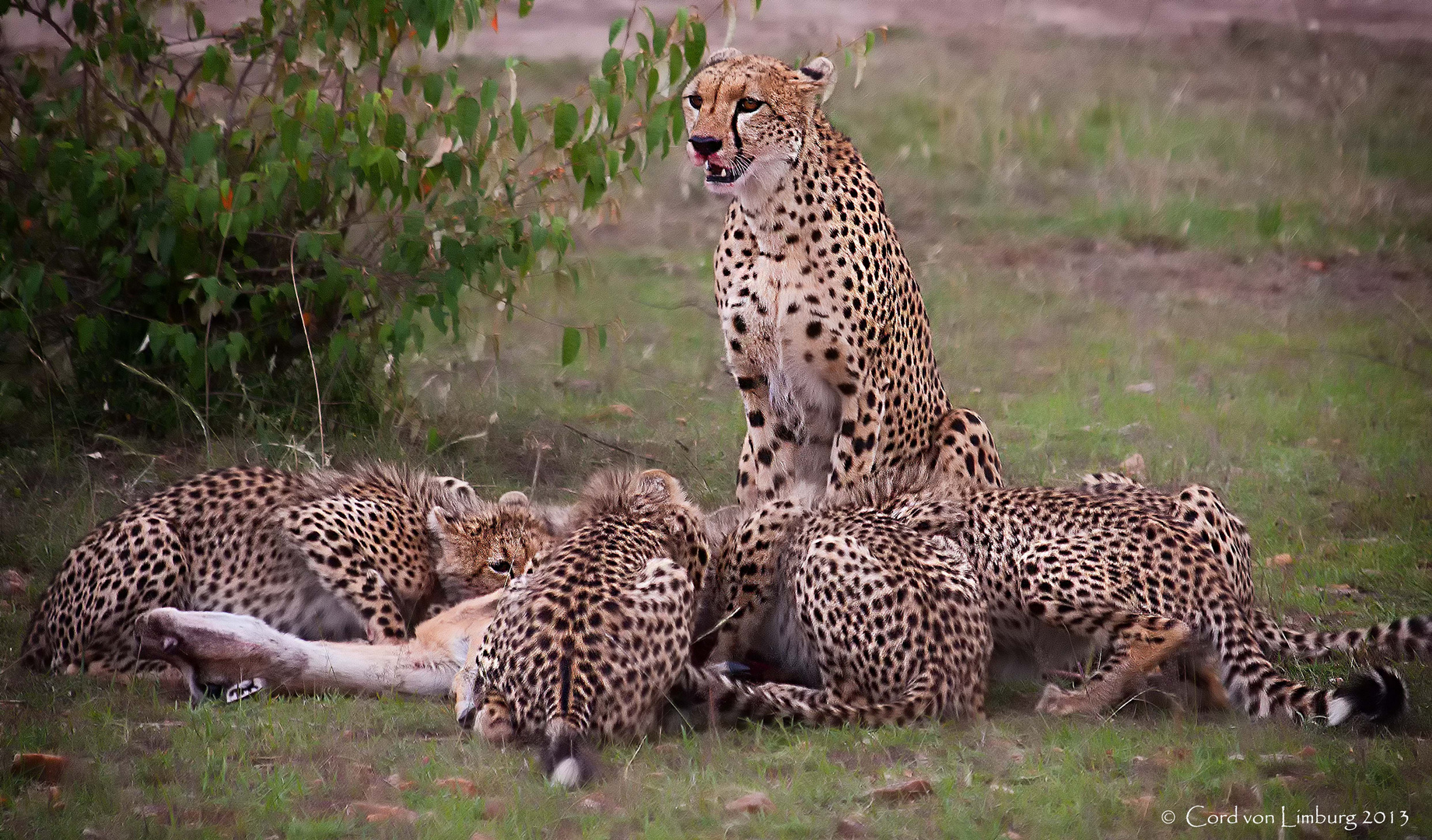 Cheetah Family at Lunch