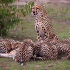 Cheetah Family at Lunch