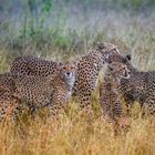 Cheetah Family