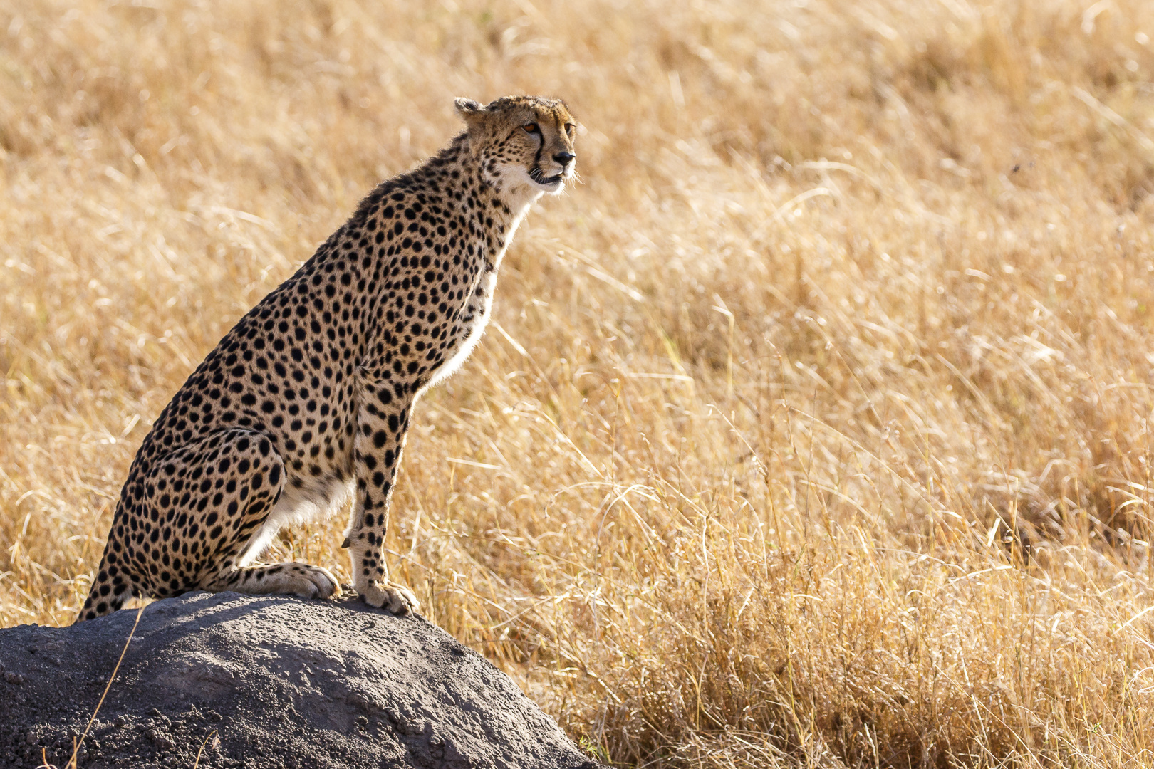 Cheetah