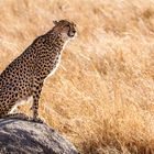 Cheetah