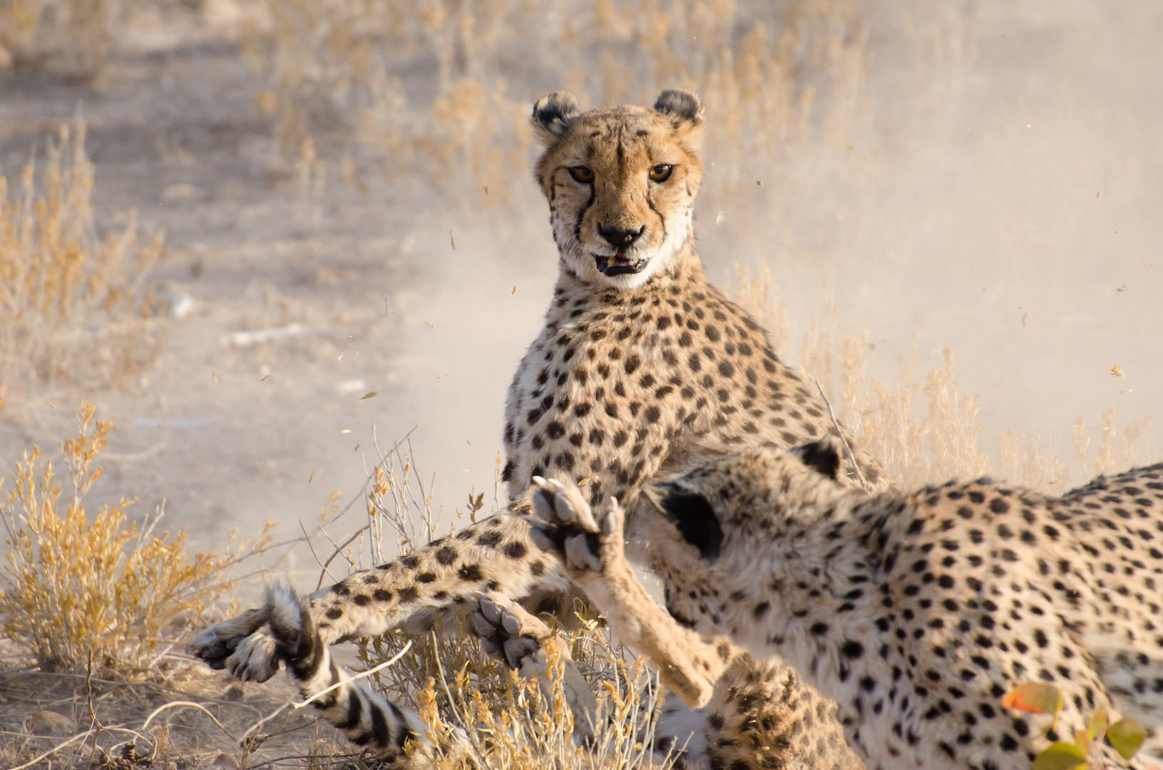 Cheetah fighting