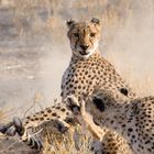 Cheetah fighting