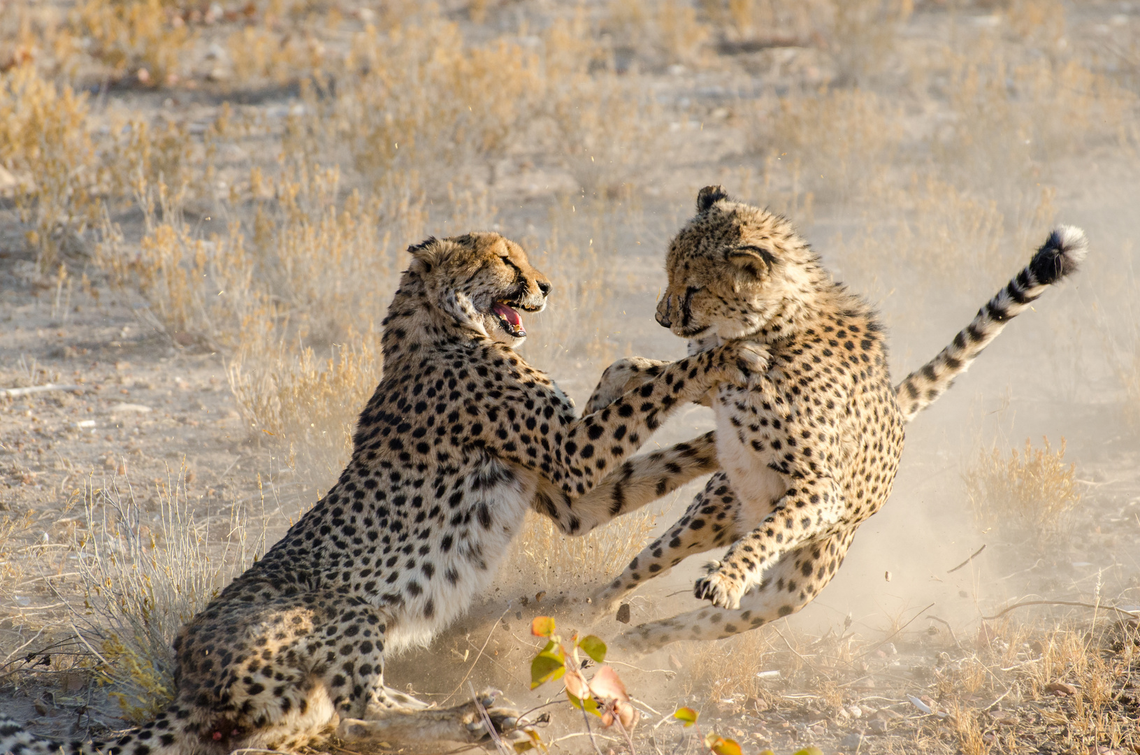 Cheetah fighting2