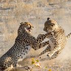 Cheetah fighting2