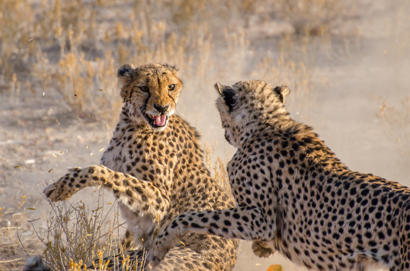 Cheetah fighting3