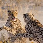 Cheetah fighting3