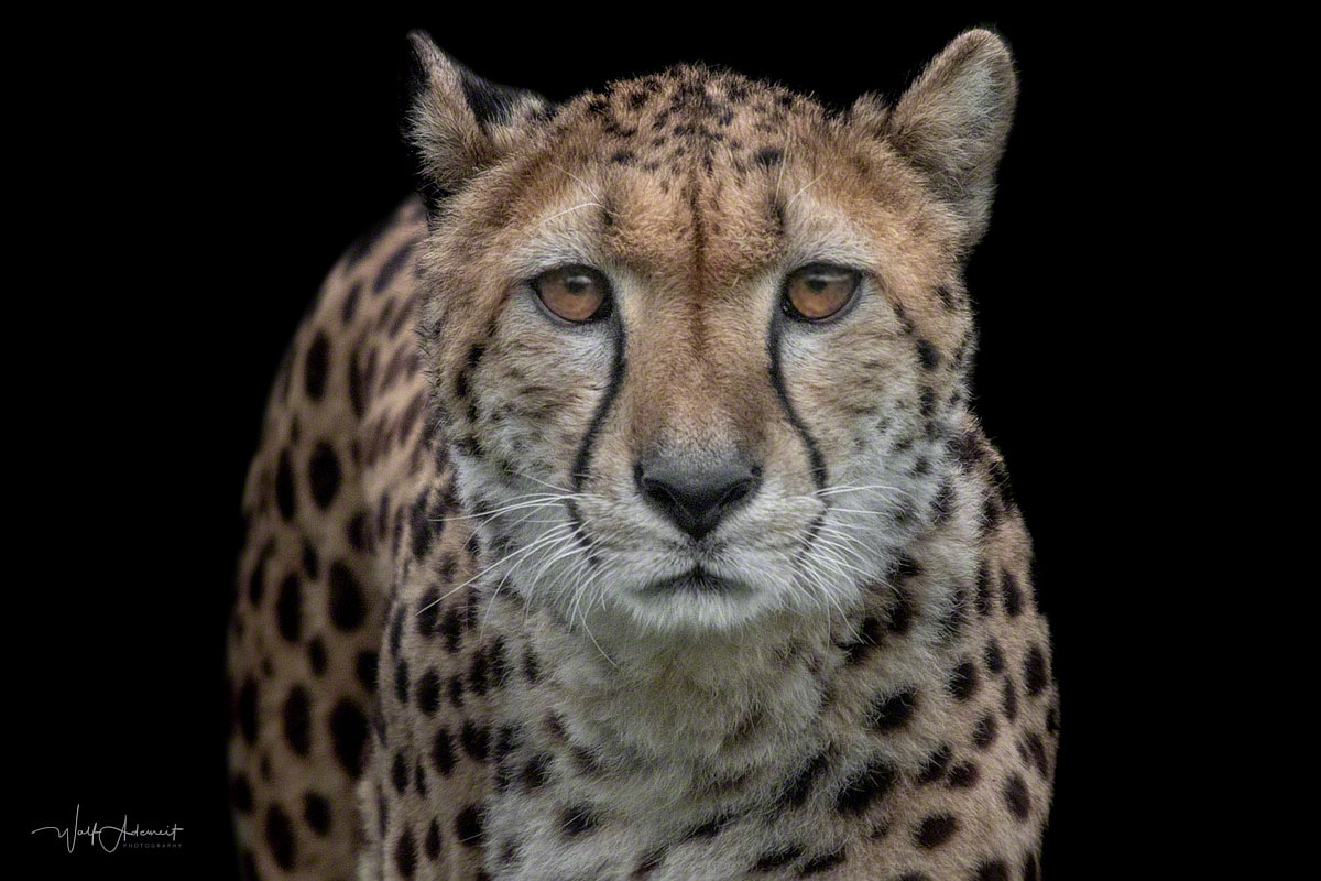 cheetah frontal