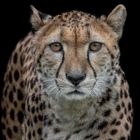 cheetah frontal