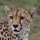 Cheetah ganz nah