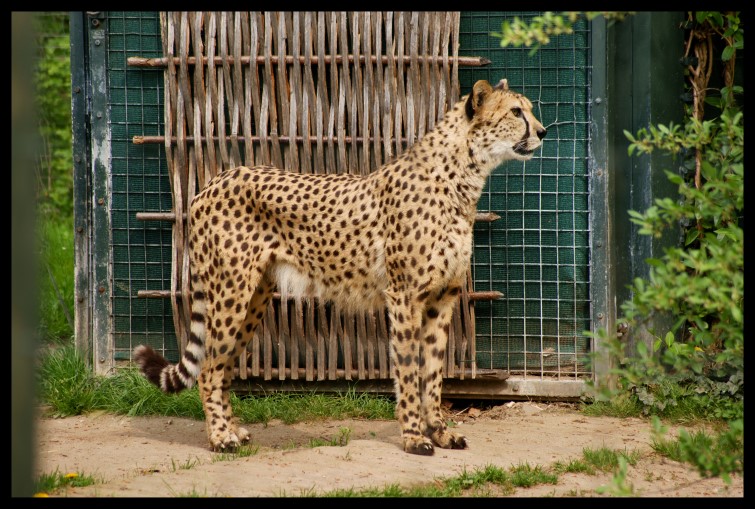 Cheetah / Gepard