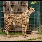 Cheetah / Gepard