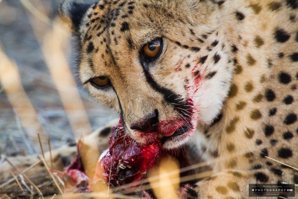 Cheetah - Gepard beim fressen