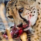 Cheetah - Gepard beim fressen