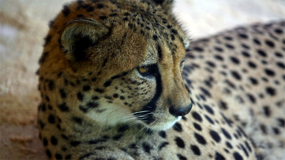 Cheetah / Gepard I, Acinonyx jubatus, Tiergarten Schönbrunn, Wien / A