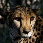Cheetah Girl ("Nice eyes")