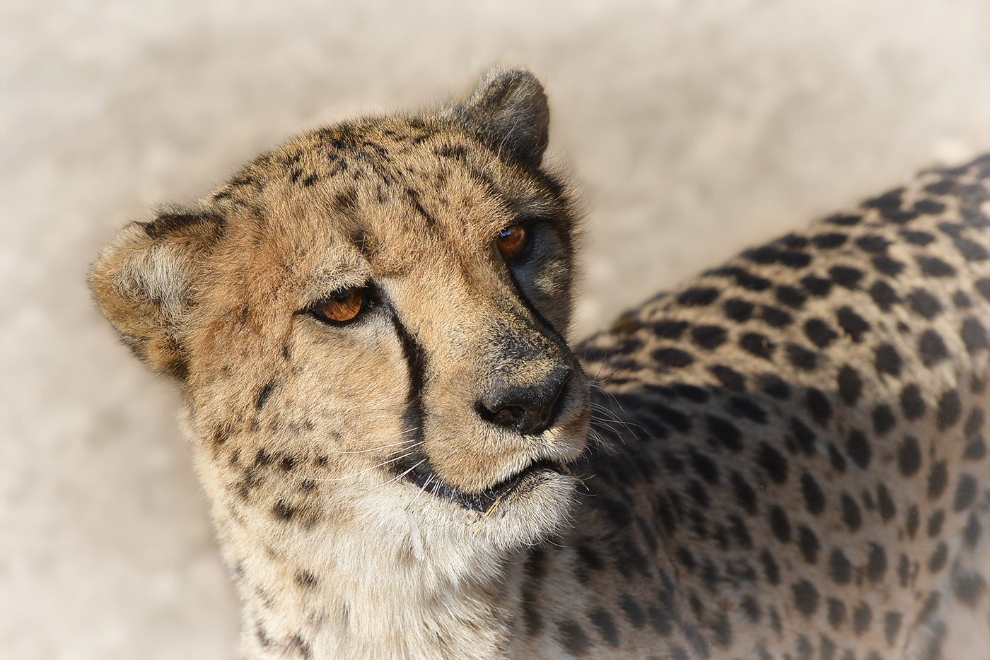 Cheetah hautnah
