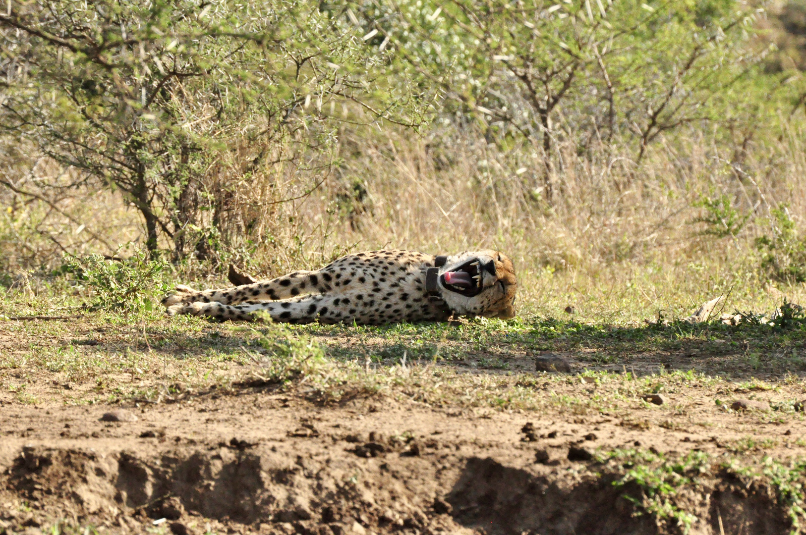 Cheetah hisses 