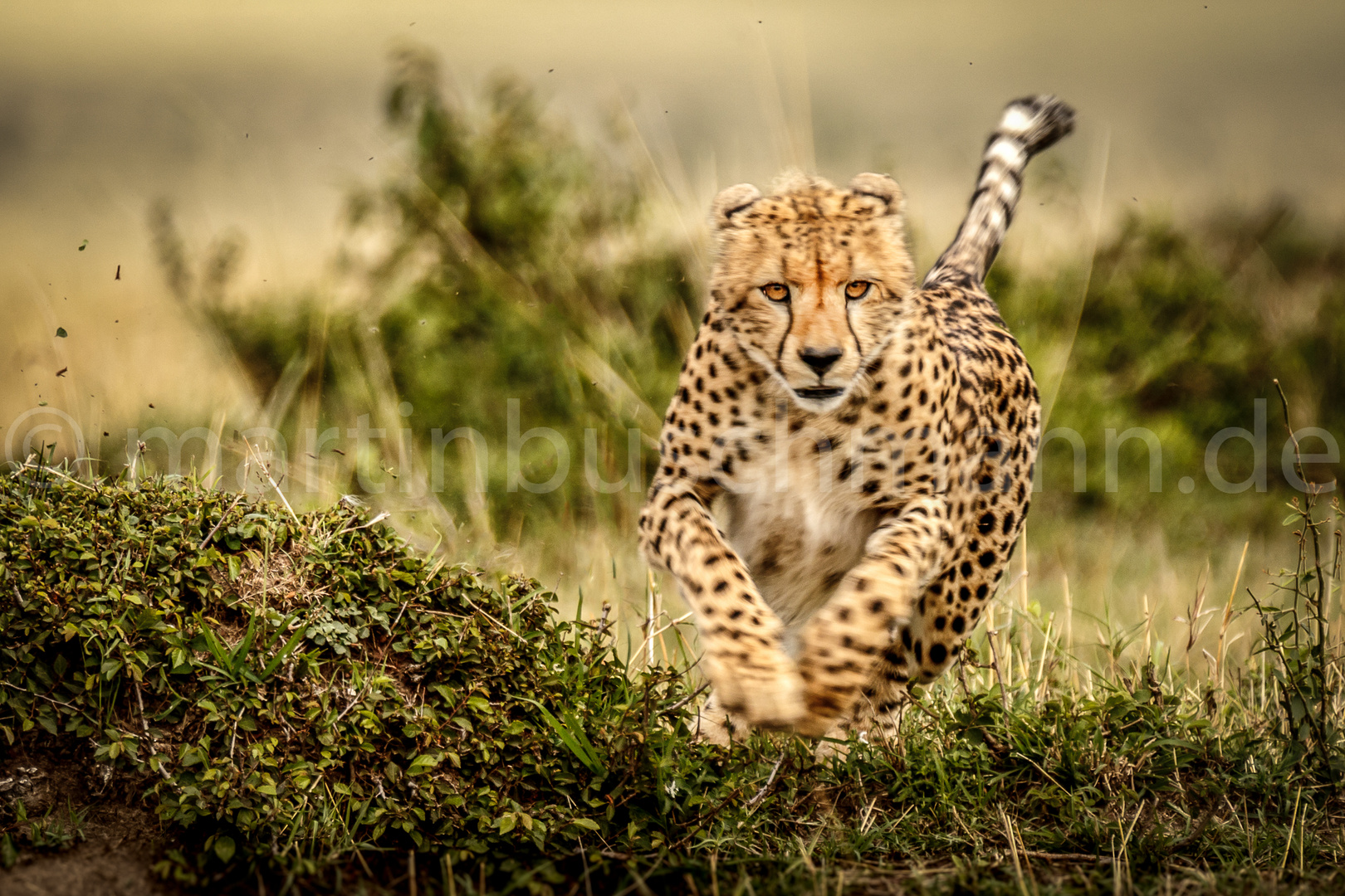 Cheetah hunting