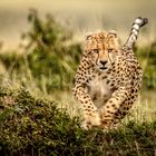 Cheetah hunting