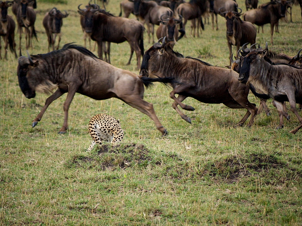 cheetah hunting