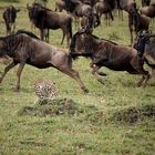 cheetah hunting