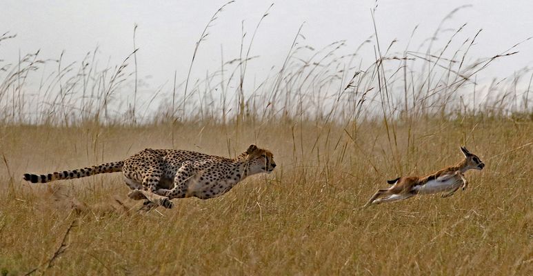 Cheetah hunting Gazelle