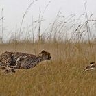 Cheetah hunting Gazelle