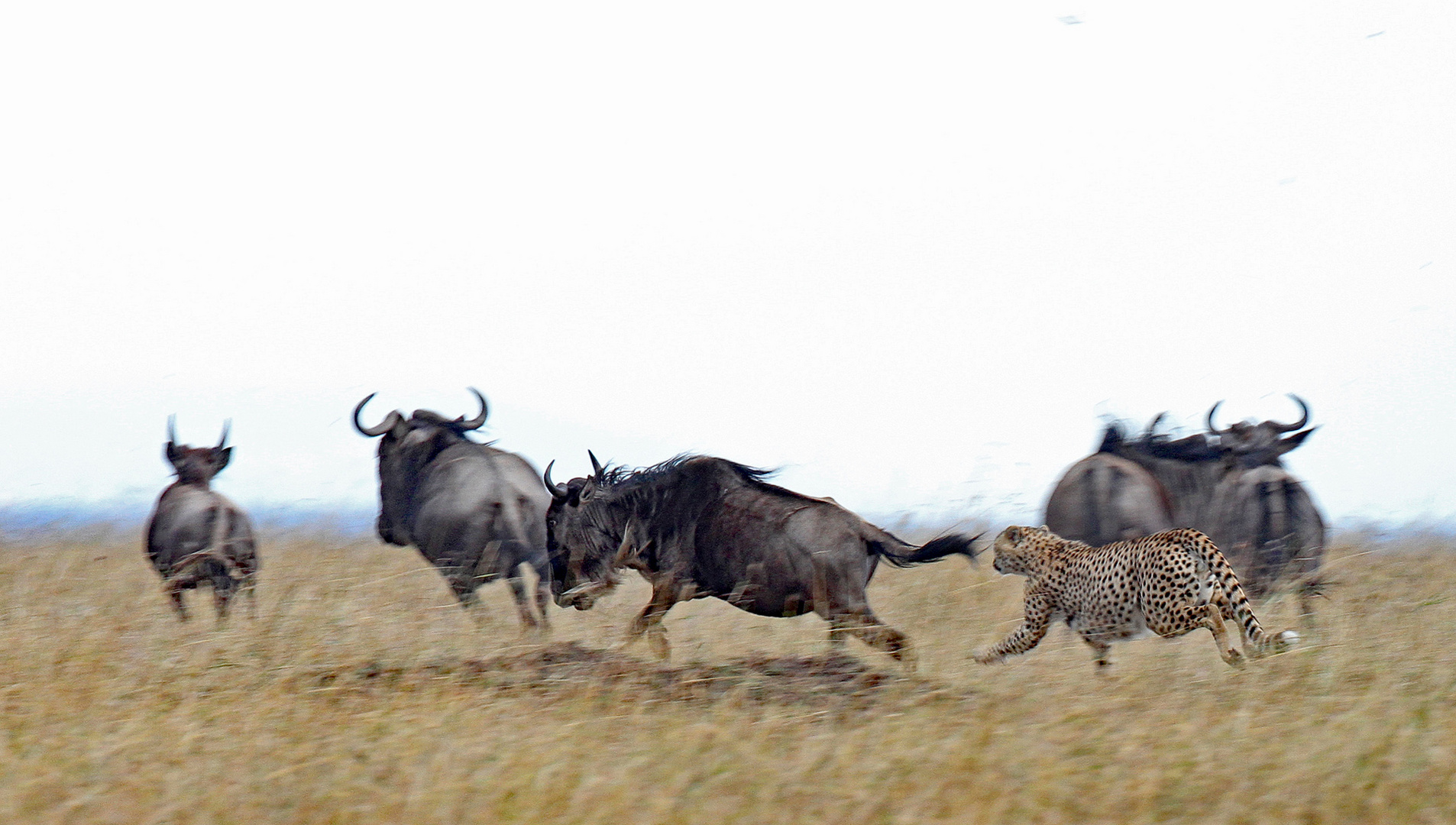 Cheetah hunting Gnu