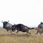 Cheetah hunting Gnu