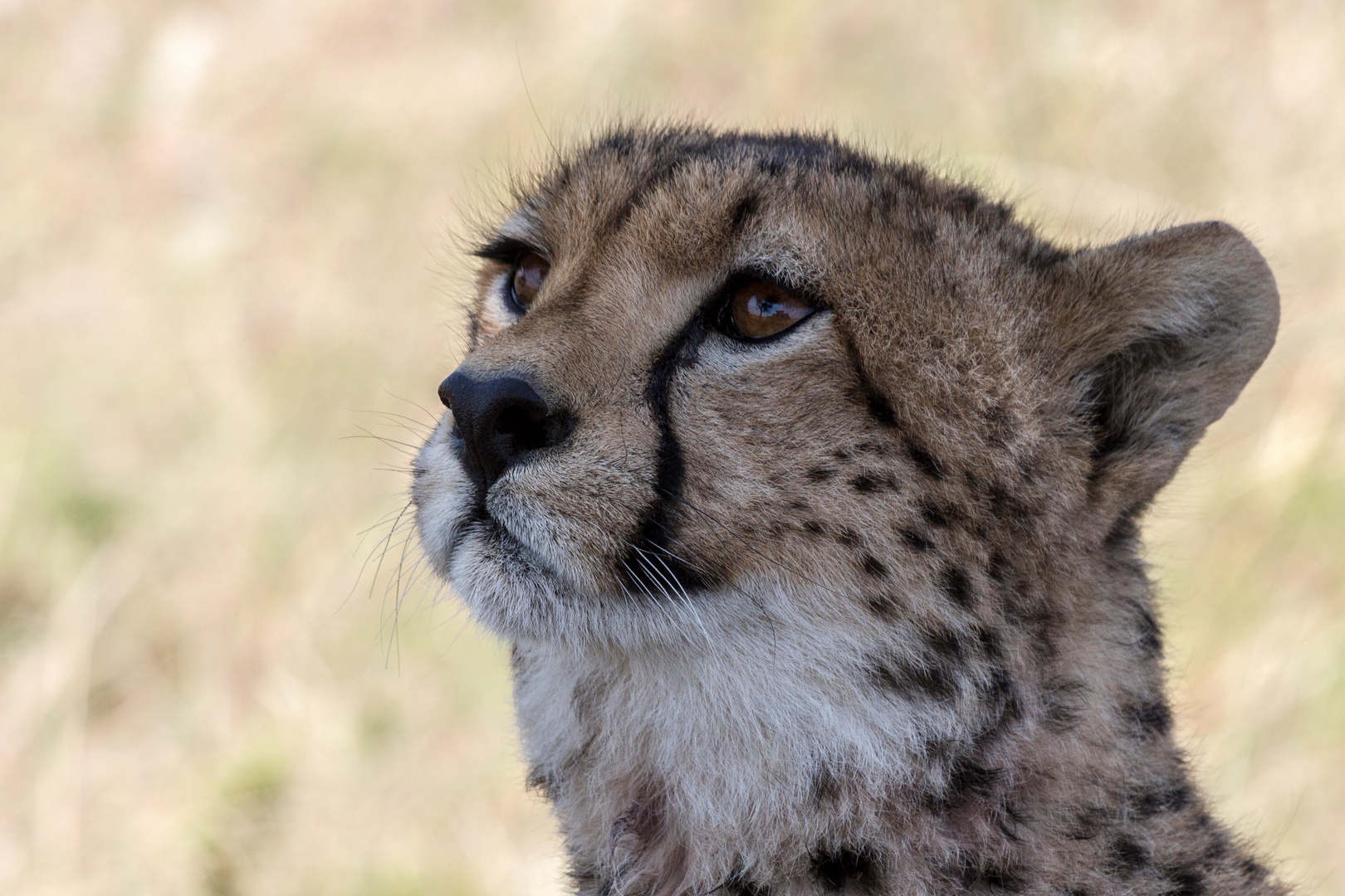 Cheetah III