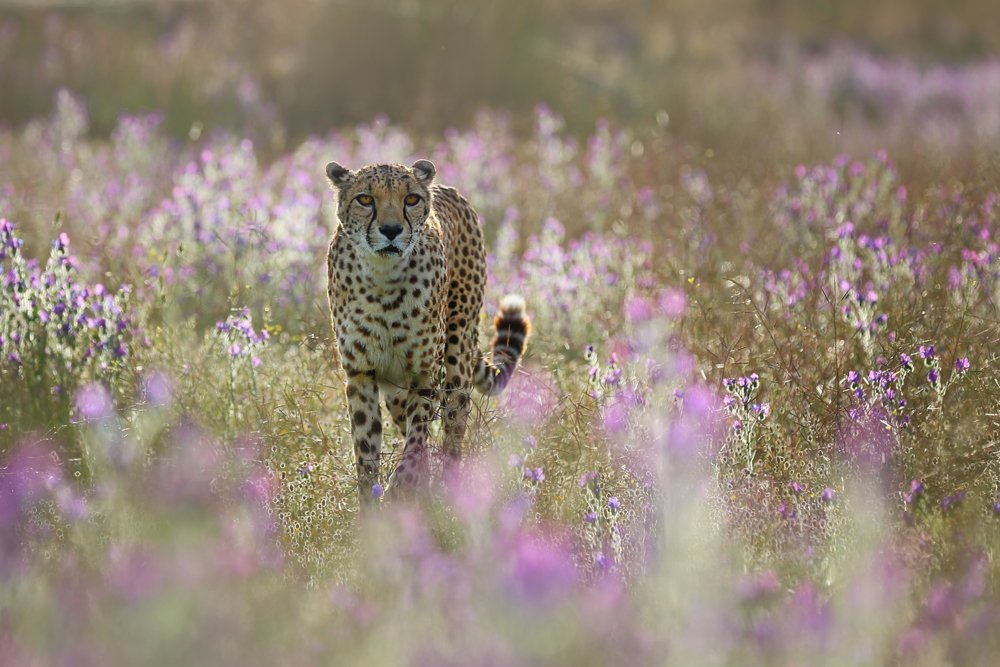 Cheetah im Morgenlicht