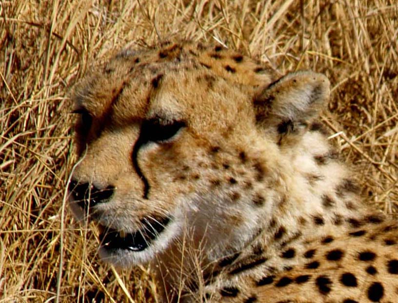 cheetah im Ngorongoro Park