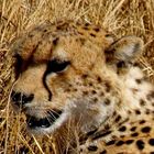 cheetah im Ngorongoro Park