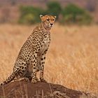 Cheetah in Kruger