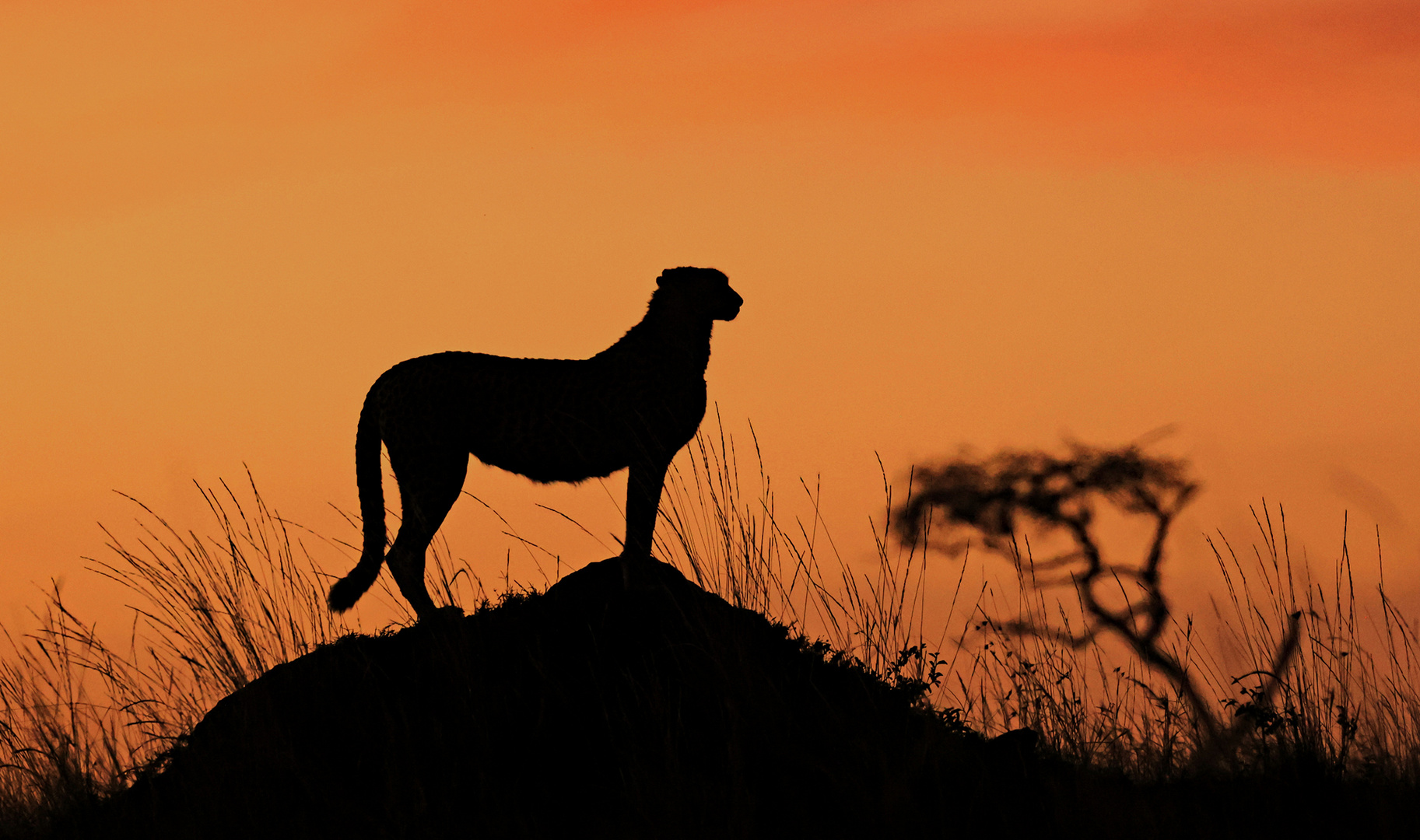 Cheetah in the evening light