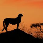 Cheetah in the evening light