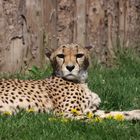 Cheetah in the sun