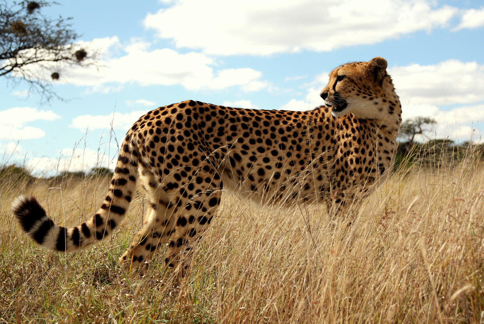 cheetah in the wild